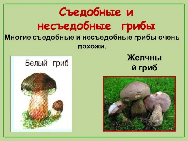 Съедобные и несъедобные грибы Многие съедобные и несъедобные грибы очень похожи. Желчный
