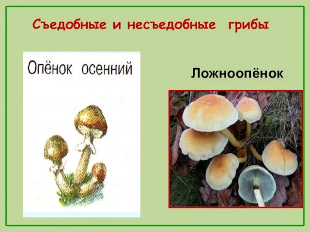 Ложноопёнок Съедобные и несъедобные грибы
