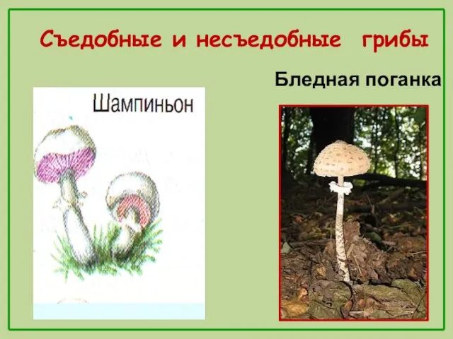 Бледная поганка Съедобные и несъедобные грибы