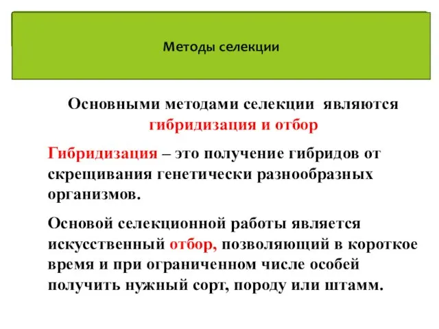 Методы селекции Основными методами селекции являются гибридизация и отбор Гибридизация – это