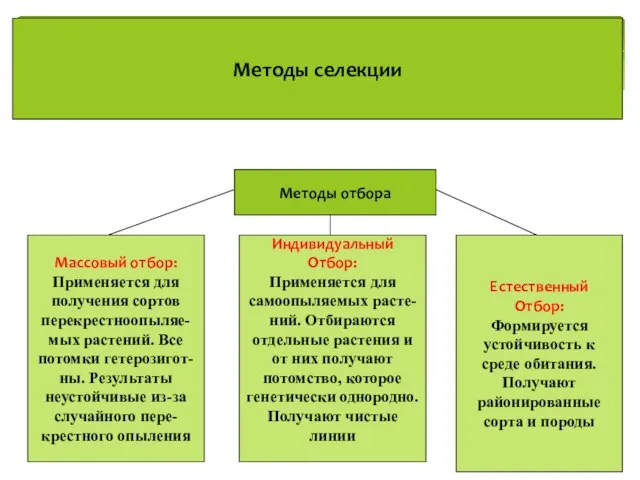 Методы селекции Методы отбора Массовый отбор: Применяется для получения сортов перекрестноопыляе- мых