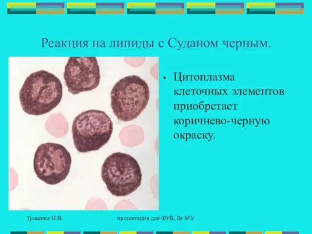 Трошина Н.В. презентация для ФУВ, Вг МУ. Реакция на липиды с Суданом