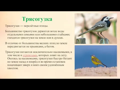 Трясогузка Трясогузки — перелётные птицы. Большинство трясогузок держится возле воды отдельными семьями