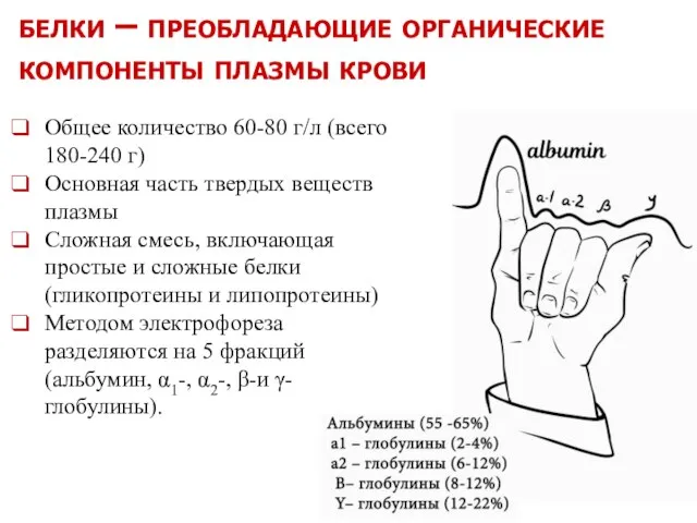 белки – преобладающие органические компоненты плазмы крови Общее количество 60-80 г/л (всего