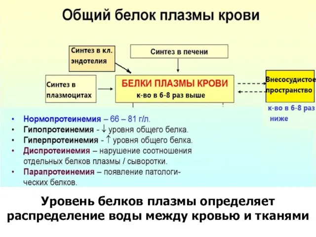 Уровень белков плазмы определяет распределение воды между кровью и тканями