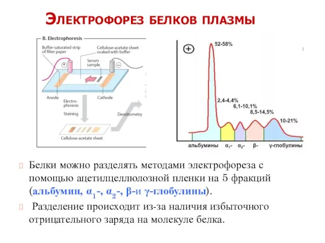Электрофорез белков плазмы Белки можно разделять методами электрофореза с помощью ацетилцеллюлозной пленки