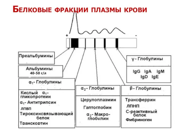 Белковые фракции плазмы крови