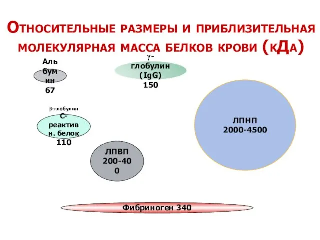 Альбумин 67 β-глобулин С-реактивн. белок 110 ЛПВП 200-400 Фибриноген 340 γ-глобулин (IgG)