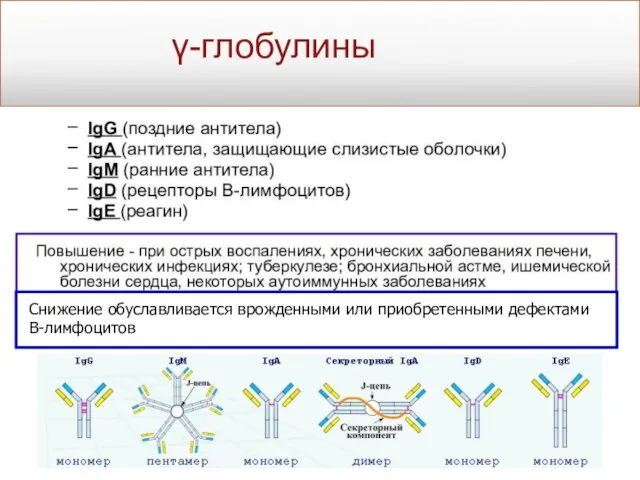 γ-глобулины Снижение обуславливается врожденными или приобретенными дефектами В-лимфоцитов