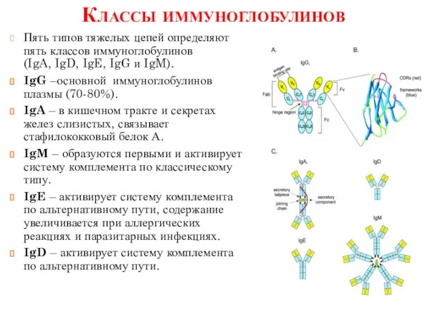 Классы иммуноглобулинов Пять типов тяжелых цепей определяют пять классов иммуноглобулинов (IgA, IgD,