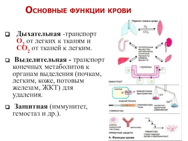 Основные функции крови Дыхательная -транспорт O2 от легких к тканям и CO2