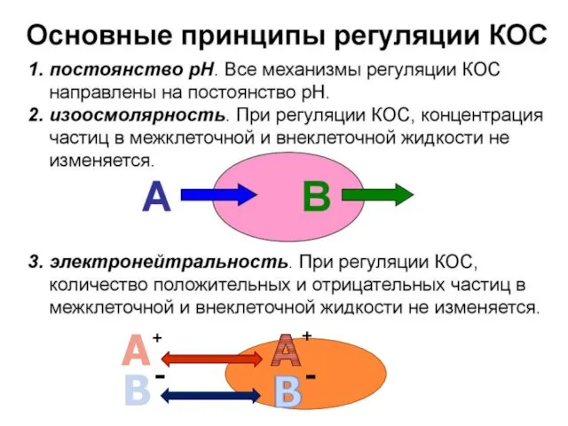 А В + -