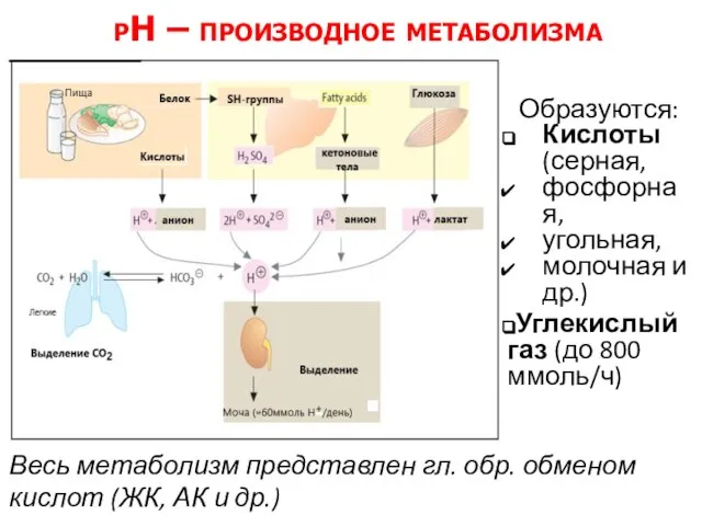 рН – производное метаболизма Образуются: Кислоты (серная, фосфорная, угольная, молочная и др.)