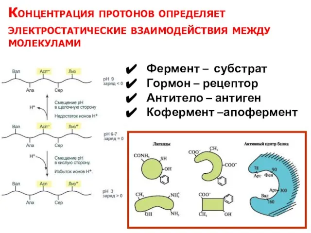 Концентрация протонов определяет электростатические взаимодействия между молекулами Фермент – субстрат Гормон –