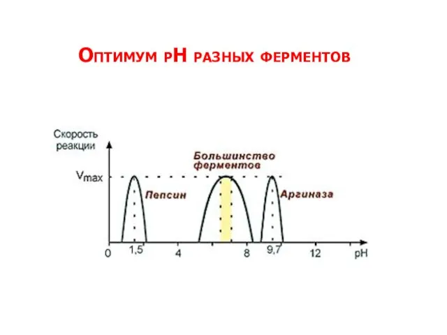 Оптимум рН разных ферментов