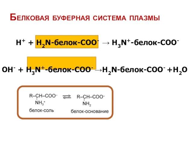 Белковая буферная система плазмы Н+ + Н2N-белок-СOO- → H3N+-белок-COO- OН- + Н3N+-белок-СOO- →H2N-белок-COO- +H2O