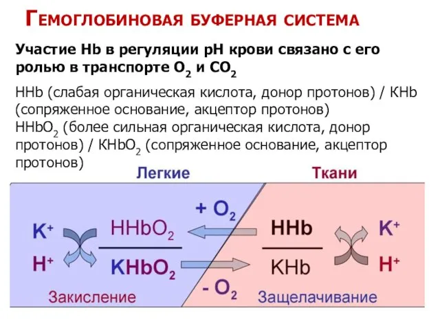 Гемоглобиновая буферная система Участие Нb в регуляции рН крови связано с его