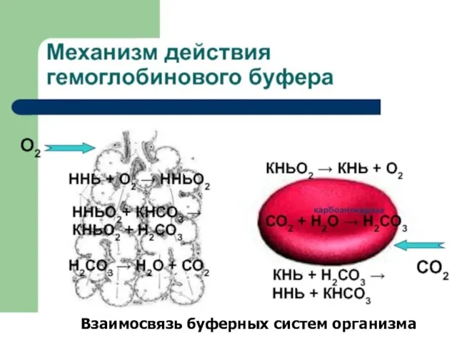 Взаимосвязь буферных систем организма