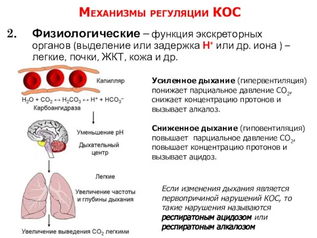 Физиологические – функция экскреторных органов (выделение или задержка Н+ или др. иона