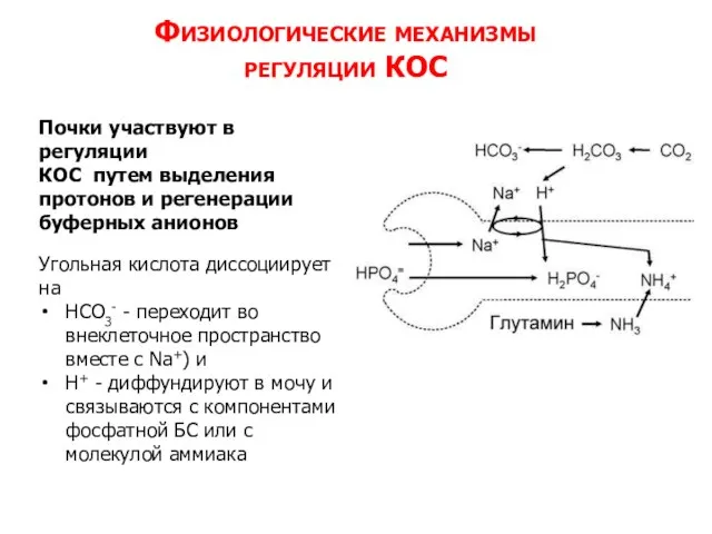 Физиологические механизмы регуляции КОС Почки участвуют в регуляции КОС путем выделения протонов