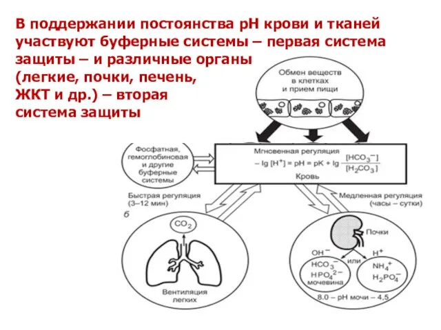 В поддержании постоянства рН крови и тканей участвуют буферные системы – первая