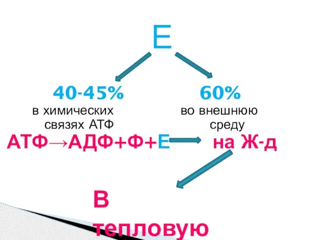 Е 40-45% 60% в химических во внешнюю связях АТФ среду АТФ→АДФ+Ф+Е на Ж-д В тепловую