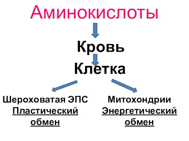 Аминокислоты Кровь Клетка Шероховатая ЭПС Пластический обмен Митохондрии Энергетический обмен