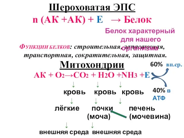 Шероховатая ЭПC n (АК +АК) + Е → Белок ФУНКЦИИ БЕЛКОВ: строительная,