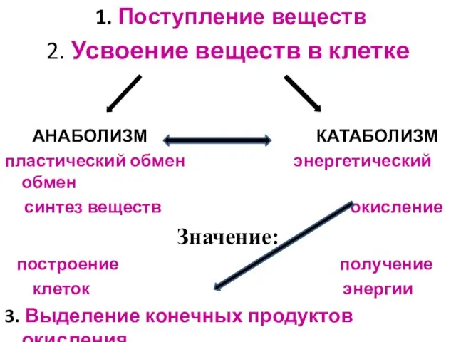 1. Поступление веществ 2. Усвоение веществ в клетке АНАБОЛИЗМ КАТАБОЛИЗМ пластический обмен