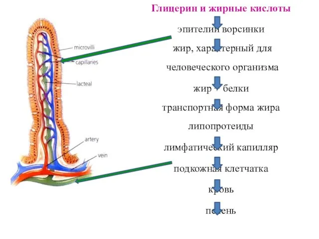 Глицерин и жирные кислоты эпителий ворсинки жир, характерный для человеческого организма жир