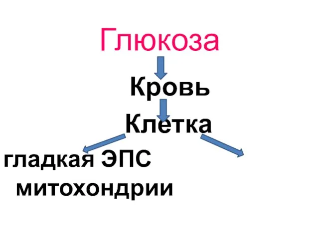 Глюкоза Кровь Клетка гладкая ЭПС митохондрии