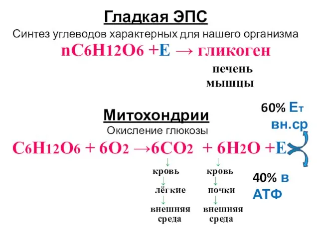 Гладкая ЭПС Синтез углеводов характерных для нашего организма nC6Н12О6 +Е → гликоген