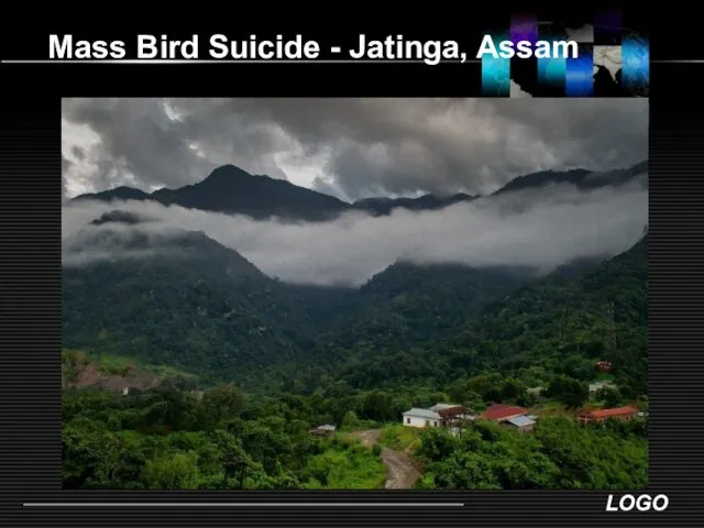 Mass Bird Suicide - Jatinga, Assam