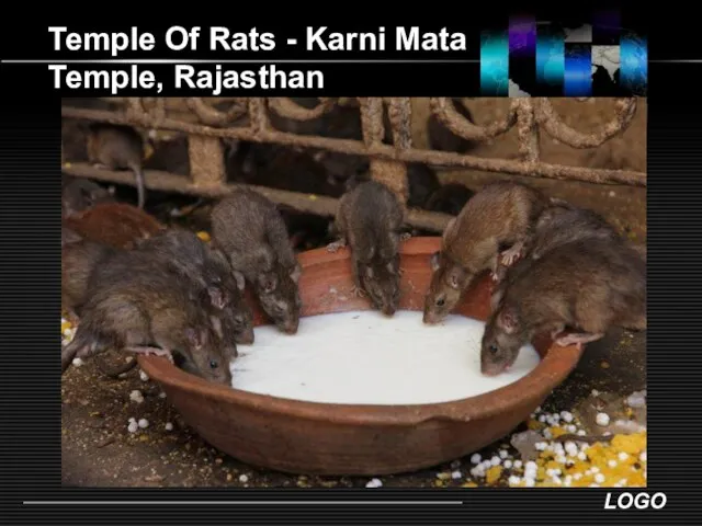 Temple Of Rats - Karni Mata Temple, Rajasthan