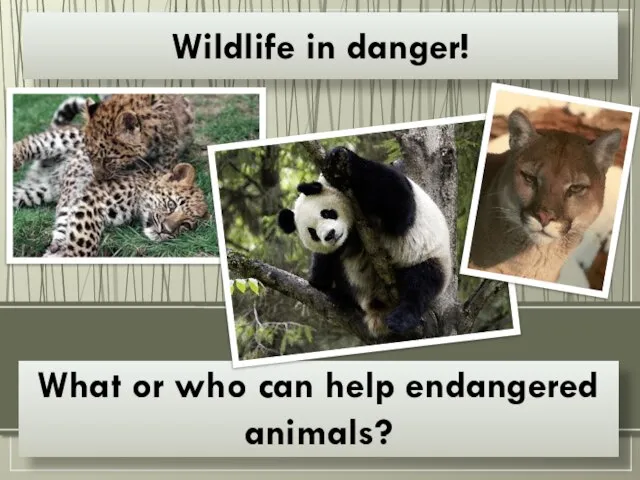 What or who can help endangered animals? Wildlife in danger!