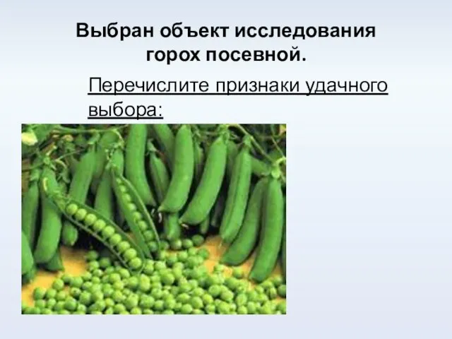 Выбран объект исследования горох посевной. Перечислите признаки удачного выбора: