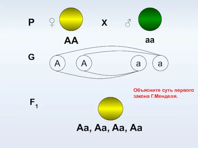 Р ♀ Х ♂ АА аа G a A A a F1