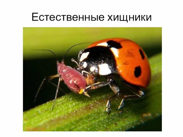 Естественные хищники