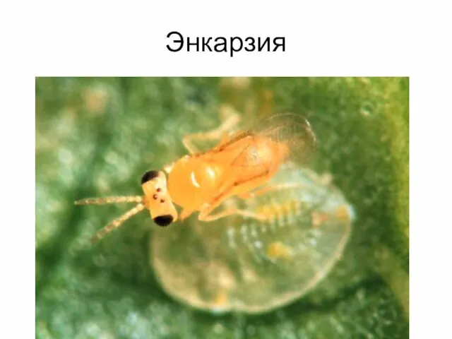 Энкарзия