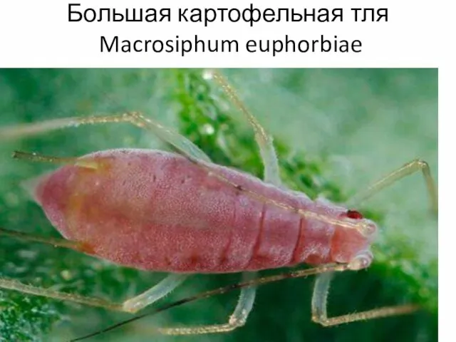 Большая картофельная тля Macrosiphum euphorbiae