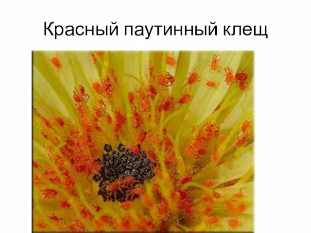 Красный паутинный клещ