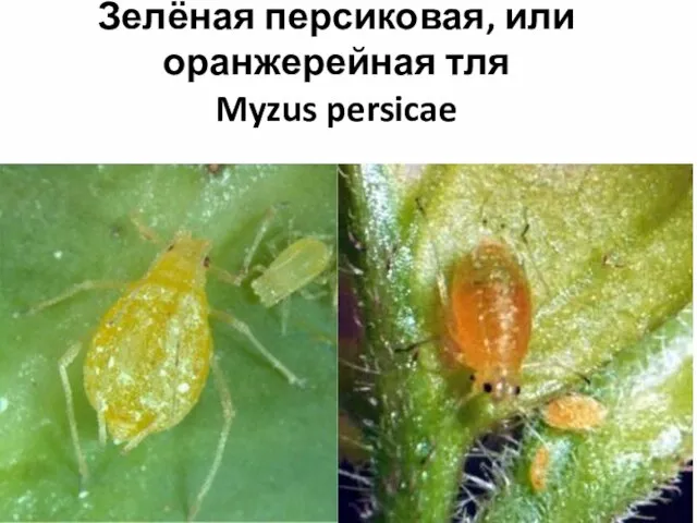 Зелёная персиковая, или оранжерейная тля Myzus persicae