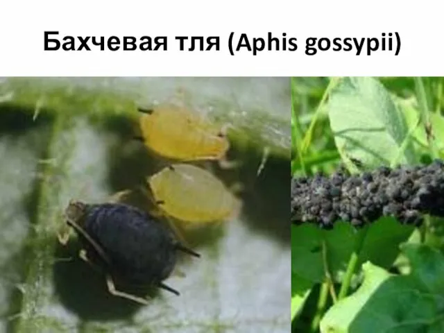 Бахчевая тля (Aphis gossypii)