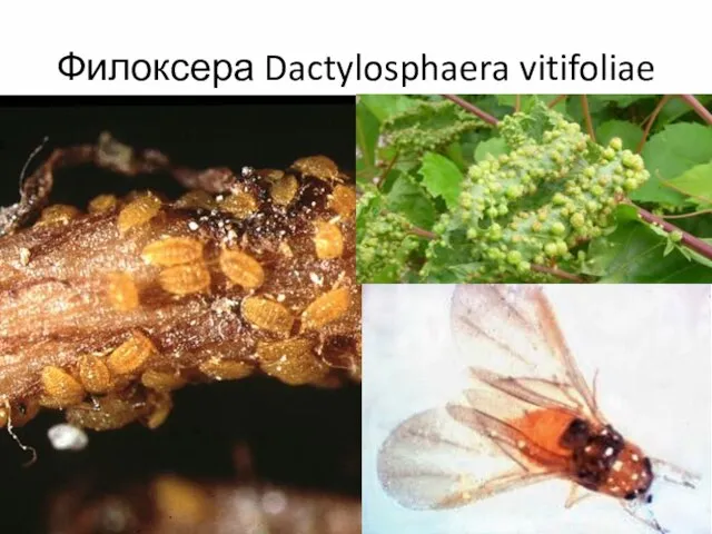 Филоксера Dactylosphaera vitifoliae