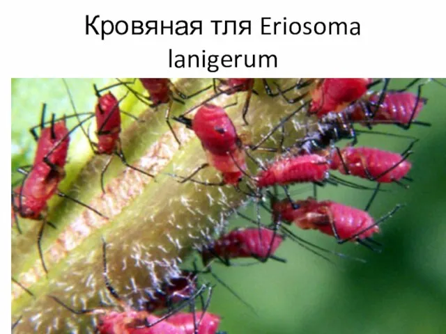 Кровяная тля Eriosoma lanigerum