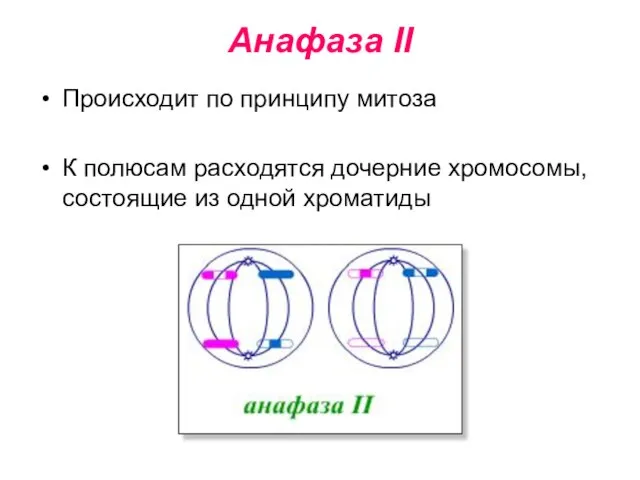 Анафаза II Происходит по принципу митоза К полюсам расходятся дочерние хромосомы, состоящие из одной хроматиды