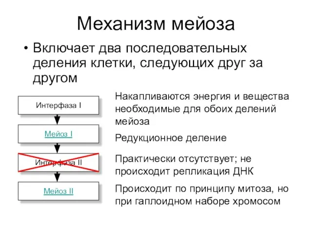 Механизм мейоза Включает два последовательных деления клетки, следующих друг за другом Интерфаза