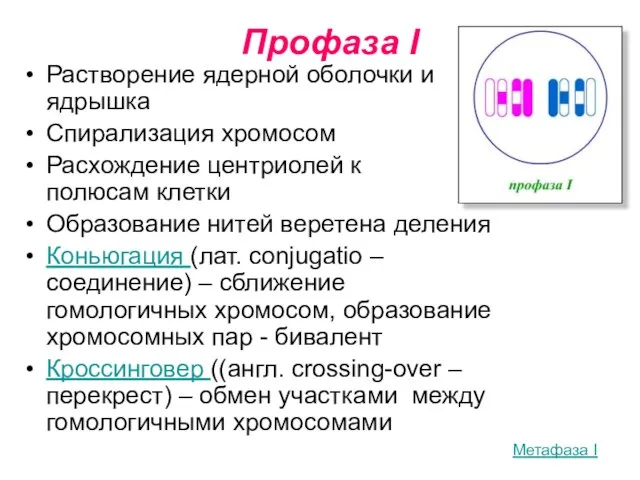 Профаза I Растворение ядерной оболочки и ядрышка Спирализация хромосом Расхождение центриолей к