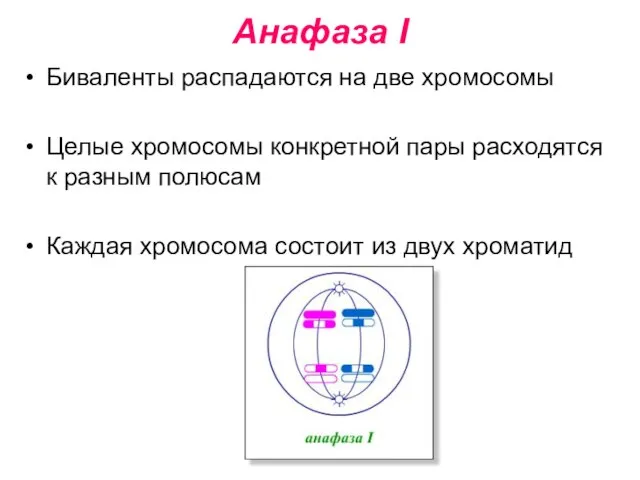 Анафаза I Биваленты распадаются на две хромосомы Целые хромосомы конкретной пары расходятся
