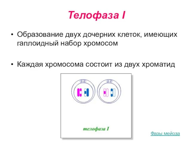 Телофаза I Образование двух дочерних клеток, имеющих гаплоидный набор хромосом Каждая хромосома